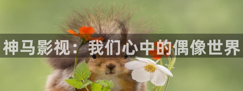 飘雪影院免费看电影：神马影视：我们心中的偶像世界